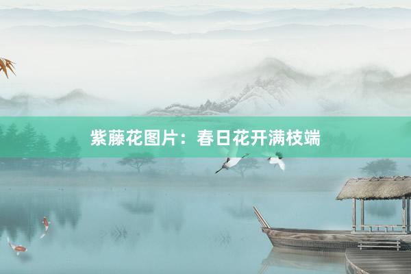 紫藤花图片:春日花开满枝端